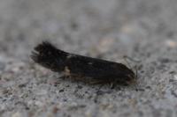 Aproaerema anthyllidella