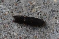 Aproaerema anthyllidella