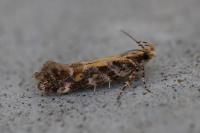 Aristotelia decoratella