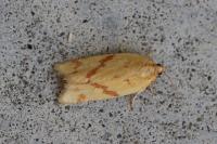 Clepsis pallidana