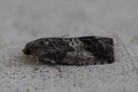 Cydia splendana