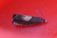 Dichrorampha heegerana