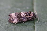 Endothenia gr. gentianaeana