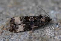 Endothenia gr. gentianaeana