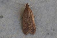 Helcystogramma lutatella