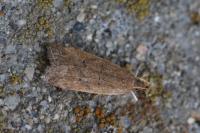 Helcystogramma lutatella