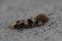 Infurcitinea atrifasciella