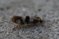Infurcitinea atrifasciella