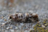 Lobesia botrana