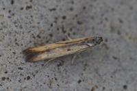 Mesophleps trinotella
