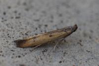 Mesophleps trinotella
