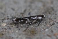 Parectopa robiniella