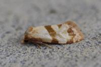 Phalonidia contractana