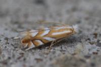Phyllonorycter