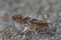 Phyllonorycter