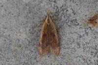 Dichomeris derasella