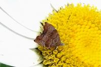 Choreutis nemorana