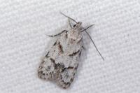 Symmoca signatella