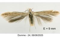 Coleophora argentula