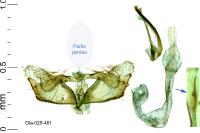Coleophora argentula