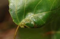 Phyllocnistis unipunctella