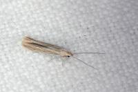 Coleophora argentula