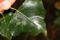 Phyllocnistis unipunctella