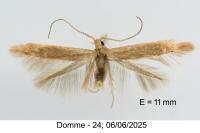 Coleophora flavipennella