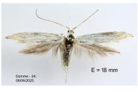 Coleophora kuehnella