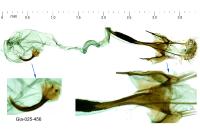Coleophora kuehnella