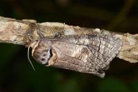 Cossus cossus
