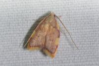 Carcina quercana