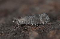 Clavigesta sylvestrana