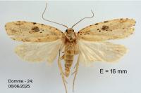 Agonopterix arenella