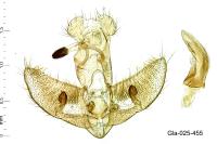Agonopterix arenella
