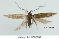 Monochroa tenebrella