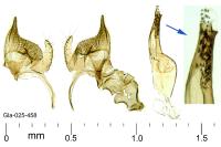 Monochroa tenebrella