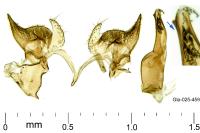 Monochroa tenebrella