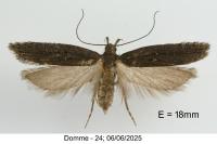 Neofaculta ericetella