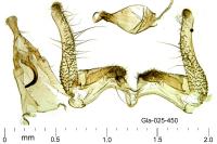 Neofaculta ericetella