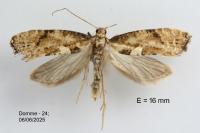 Acrolepiopsis marcidella