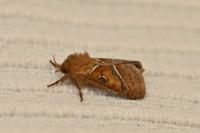 Triodia sylvina