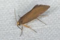 Crassa unitella