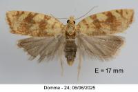 Aleimma loeflingiana
