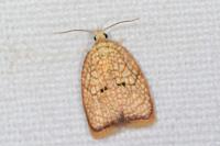 Acleris forsskaleana