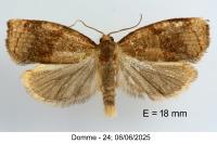 Archips rosana