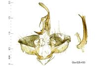Archips rosana