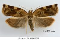 Archips xylosteana