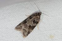 Cnephasia stephensiana