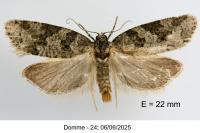Cnephasia stephensiana